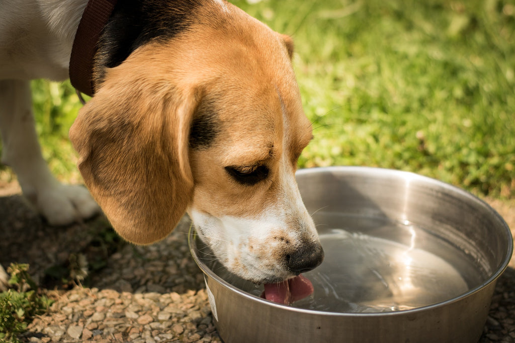 Dog drinks water too fast and throws up sale