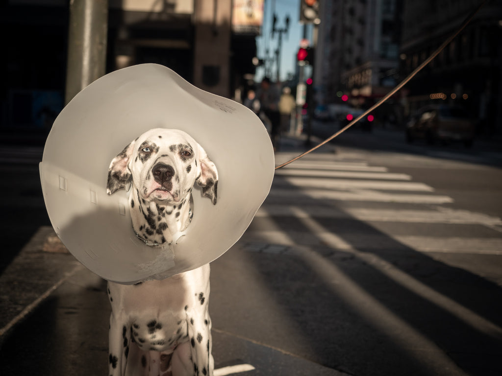 Dog licking outlet cone