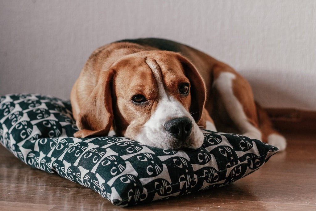 Dog Summer Boredom Buster  An easy way to keep your dogs cool!